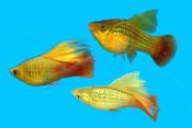 Golden Sunset Platy