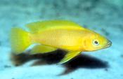 Neolamprologus leleupi 4-5cm
