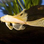 Ancistrus Sp. Gold Longfin