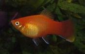 Marigold Platy