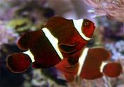 Maroon Clownfish medium