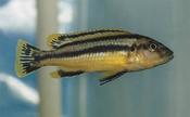 Melanochromis chipokae 2"