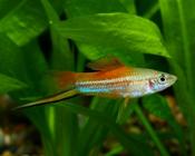 Pineapple swordtail large