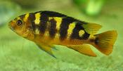 Pseudotropheus crabro 5cm