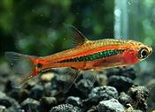 Rasbiora Uropthalmoides