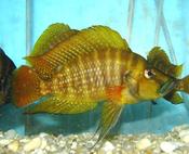 Altolamprologus compressiceps Red Fin 3cm