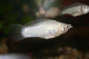 Silver Molly