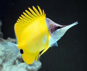 Yellow Longnose Butterfly