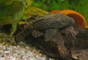 Ancistrus Sp.