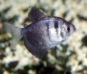 Black Skirt Tetra