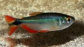 Buenos Aires Tetra large
