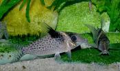 Corydoras Agassizi XL