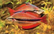 Banded Rainbowfish image
