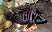 Altolamprologus Calvus Black Pearl 3cm