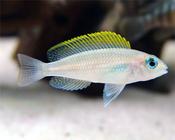 Neolamprologus caudopunctatus