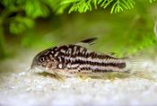 Corydoras Nanus xl
