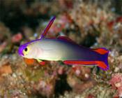 Purple Dartfish