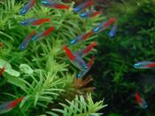 Diamond Neon Tetra
