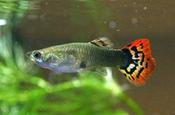 Aquatic Village Assorted Female Guppy