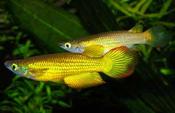 Golden wonder panchax