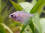 Gold Skirt Tetra
