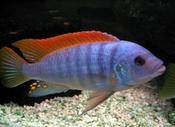 Maylandia Greshakei