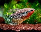 Pearl gourami