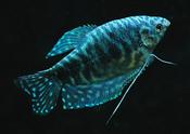 Blue gourami