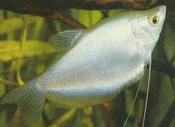 Moonlight gourami