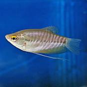 Snakeskin gourami