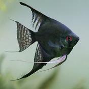 Black angelfish