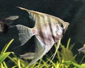 Amazon angelfish Czech bred