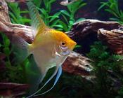 Gold angelfish