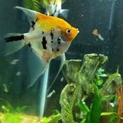 Koi angelfish
