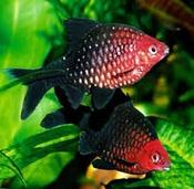 Black ruby barb large