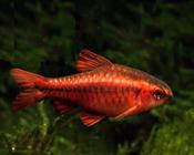 Cherry barb