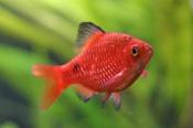 Neon red rosy barb Large