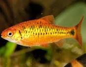 Golden barb