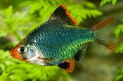 Green Tiger Barb large
