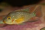 Geophagus Brasilliensis sp red