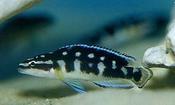 julidochromis transcriptus gombi 7-8cm