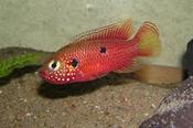 Red Jewel Cichlid 5-6cm
