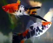 koi Swordtail Sanshoku