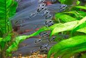 Glass Catfish