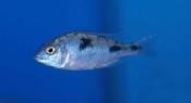 Haplochromis Moorii 5cm
