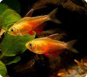 Orange Flame Tetra