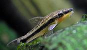 Otocinclus Affins