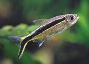 Penguin Tetra
