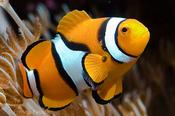 Percula Clownfish
