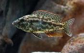 Nimbochromis polystigma